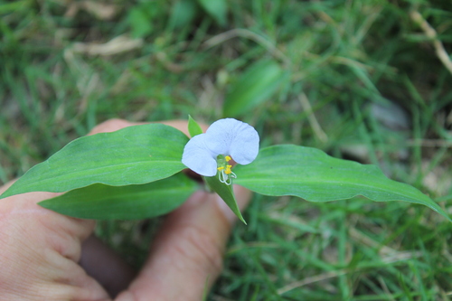 White mouth dayflower (Commelina erecta)