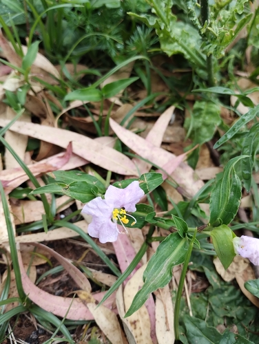 White mouth dayflower (Commelina erecta)