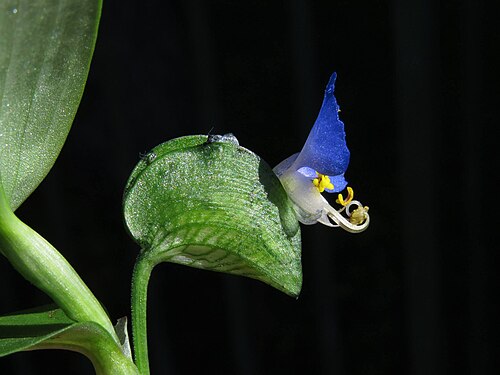 White mouth dayflower: Flor y bráctea de una inflorescencia de Commelina erecta