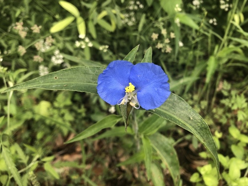 White mouth dayflower (Commelina erecta)