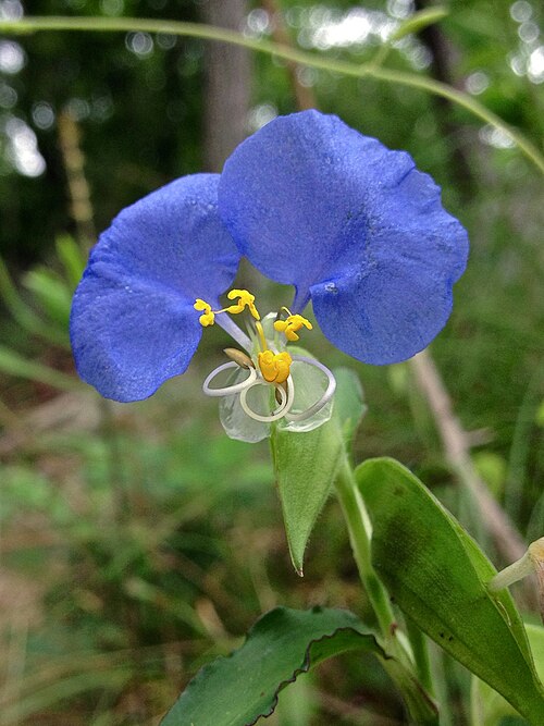 White mouth dayflower: Photo of Commelina erecta in flower. This is a native plant growing wild in Great Falls Park, Fairfax county Virginia, USA. This species is a member of the Comm