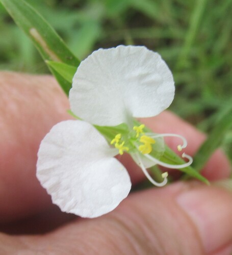 White mouth dayflower (Commelina erecta)