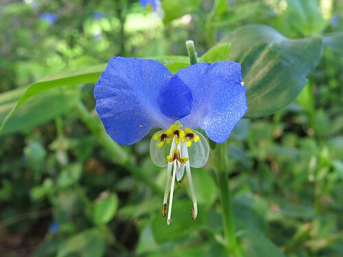 White mouth dayflower: Flor de Commelina erecta (Commelinaceae). Barrio de Moratalaz, Madrid.