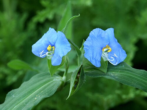 White mouth dayflower: Commelina erecta (slender dayflower), seen in a graden in Israel