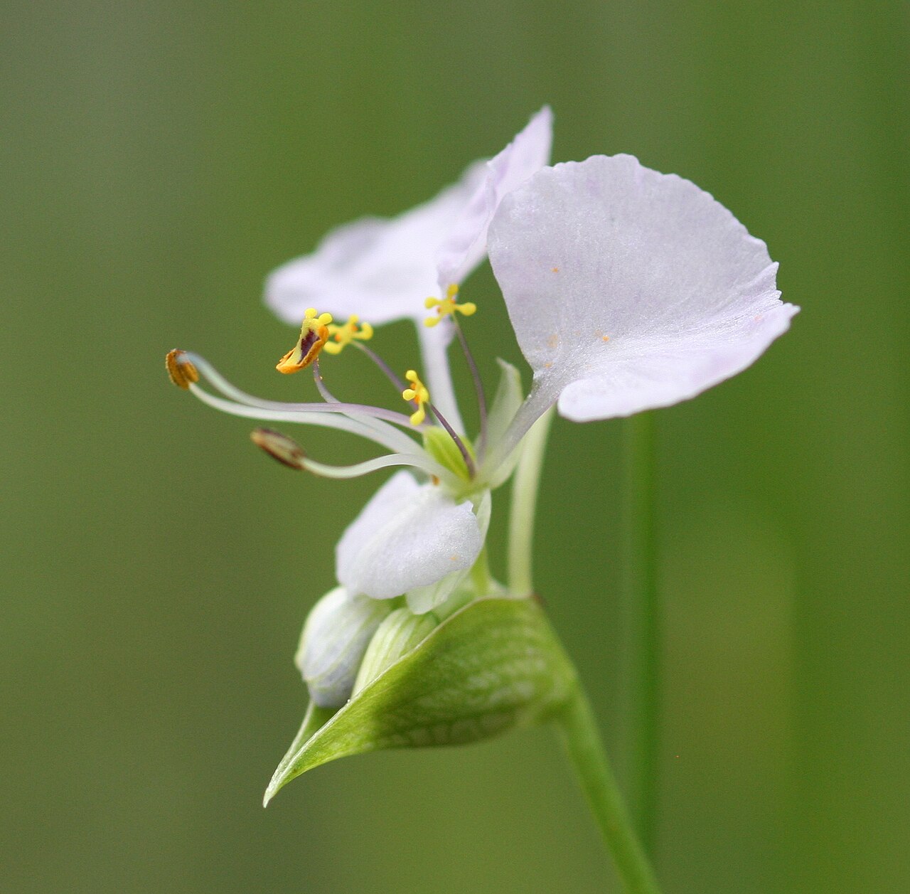 Commelina fluviatilis: A photograph of the spathe and inflorescence of Commelina fluviatilis , a semi-aquatic plant from Central Africa. This particular genotype was collected in Tanz