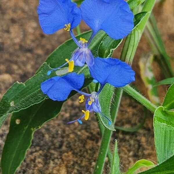 Commelina imberbis (Commelina imberbis)
