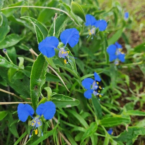 Commelina imberbis (Commelina imberbis)