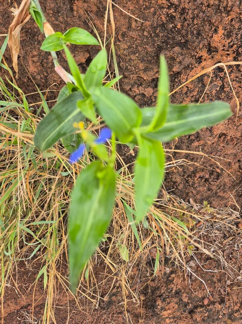 Commelina imberbis (Commelina imberbis)