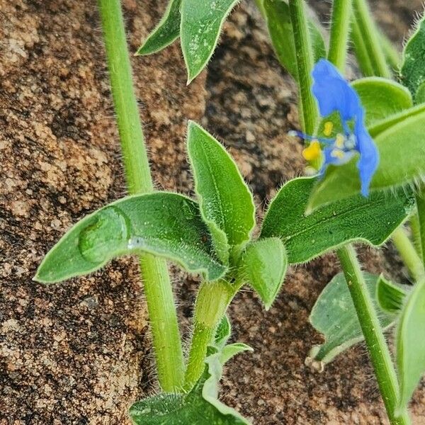 Commelina imberbis (Commelina imberbis)