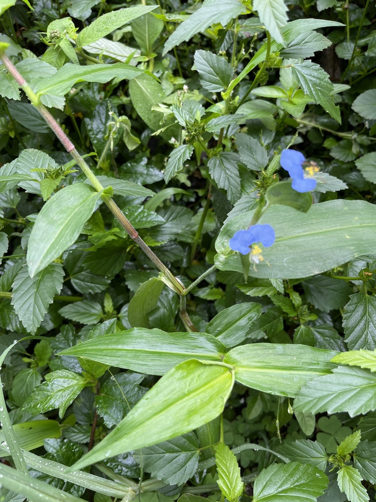 Commelina imberbis (Commelina imberbis)