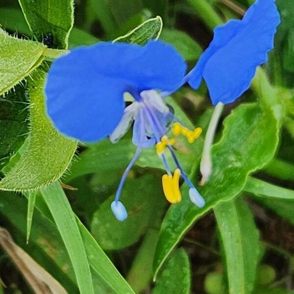 Commelina imberbis (Commelina imberbis)