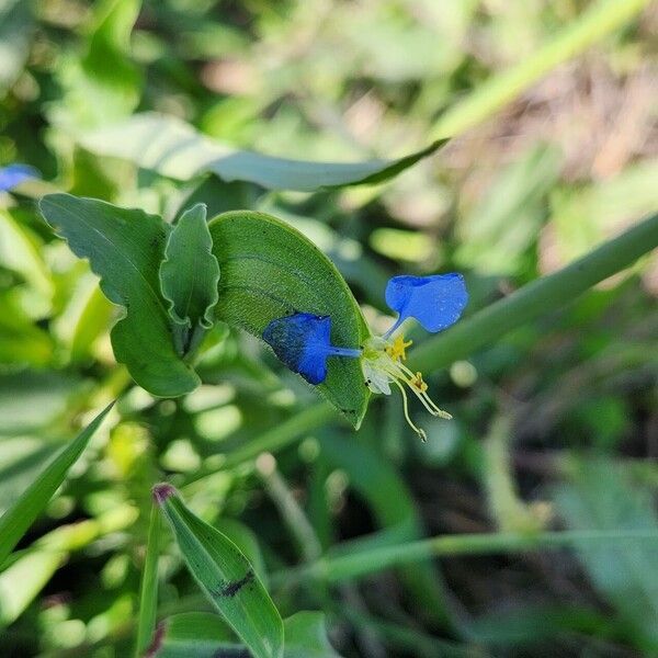Commelina imberbis (Commelina imberbis)