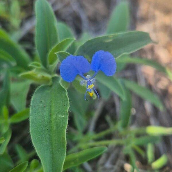 Commelina imberbis (Commelina imberbis)