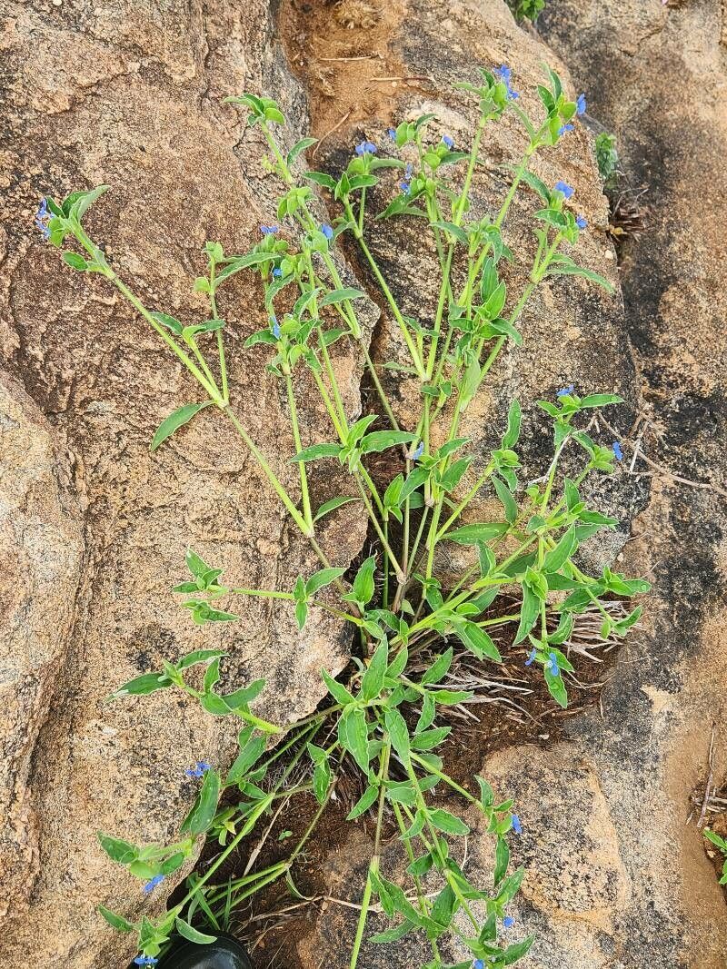Commelina imberbis (Commelina imberbis)