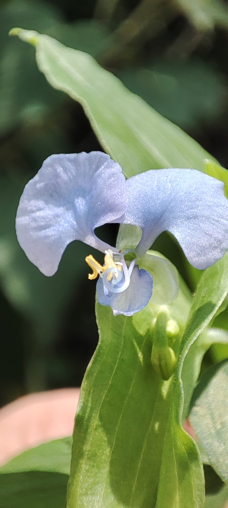 Commelina leiocarpa (Commelina leiocarpa)