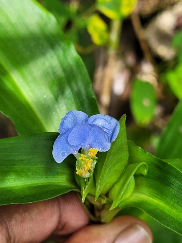 Commelina maculata (Commelina maculata)
