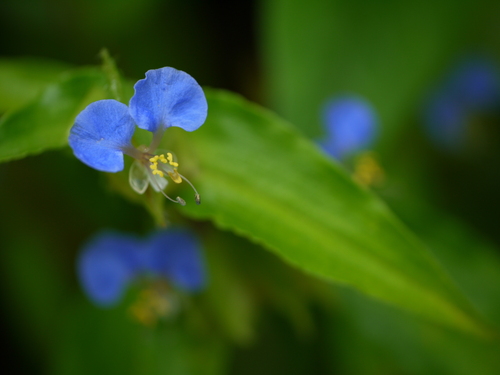 Commelina maculata (Commelina maculata)