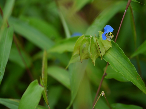 Commelina maculata (Commelina maculata)