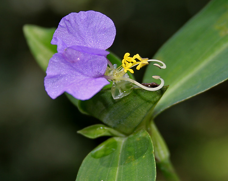 Commelina maculata: Spotted Dayflower Commelina maculata (Synonyms: Commelina obliqua var. viscida , Commelina paludosa var. viscida ) in Narsapur, Medak district , Andhra Pradesh 