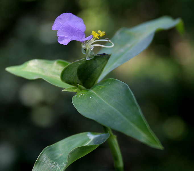 Commelina maculata: Spotted Dayflower Commelina maculata (Synonyms: Commelina obliqua var. viscida , Commelina paludosa var. viscida ) in Narsapur, Medak district , Andhra Pradesh 
