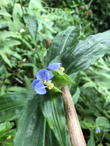 Commelina maculata (Commelina maculata)