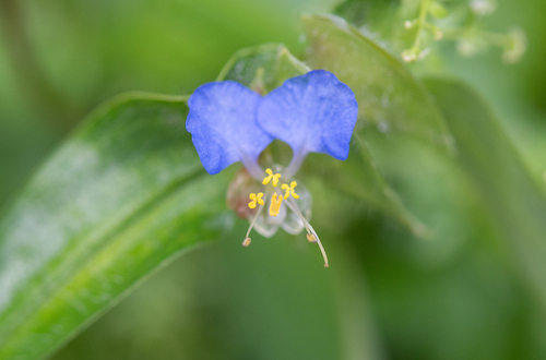 Commelina maculata (Commelina maculata)