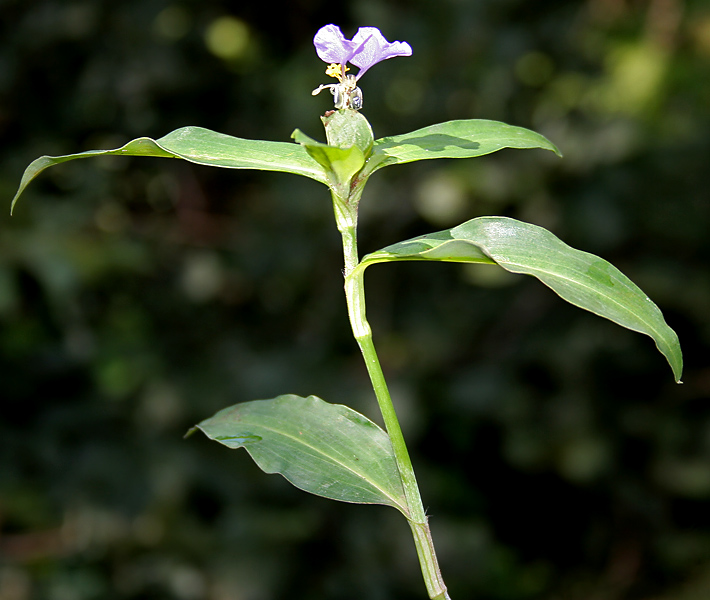 Commelina maculata: Spotted Dayflower Commelina maculata (Synonyms: Commelina obliqua var. viscida , Commelina paludosa var. viscida ) in Narsapur, Medak district , Andhra Pradesh 