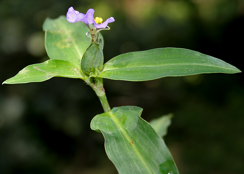 Commelina maculata: Spotted Dayflower Commelina maculata (Synonyms: Commelina obliqua var. viscida , Commelina paludosa var. viscida ) in Narsapur, Medak district , Andhra Pradesh 