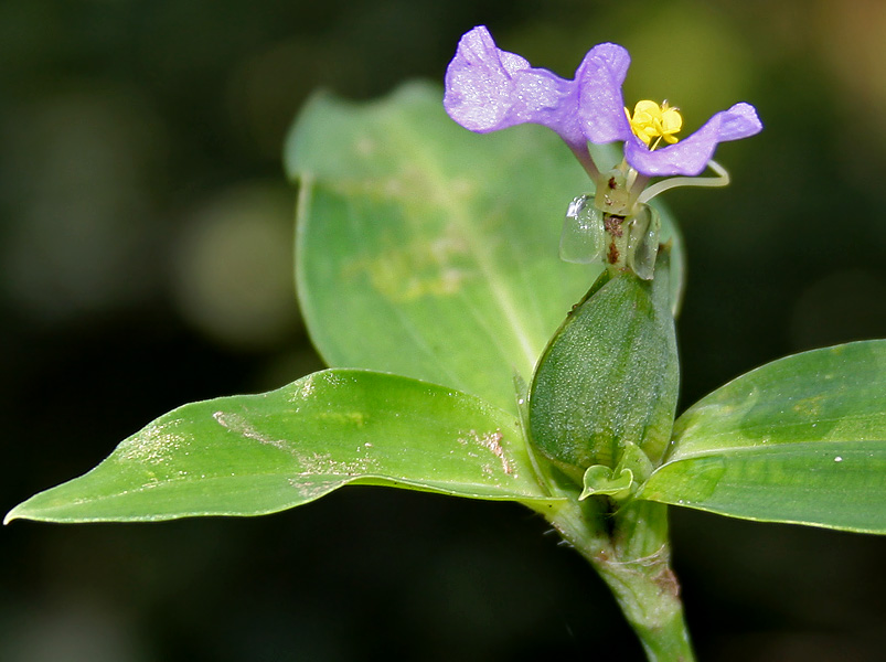 Commelina maculata: Spotted Dayflower Commelina maculata (Synonyms: Commelina obliqua var. viscida , Commelina paludosa var. viscida ) in Narsapur, Medak district , Andhra Pradesh 
