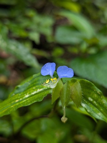 Commelina maculata (Commelina maculata)
