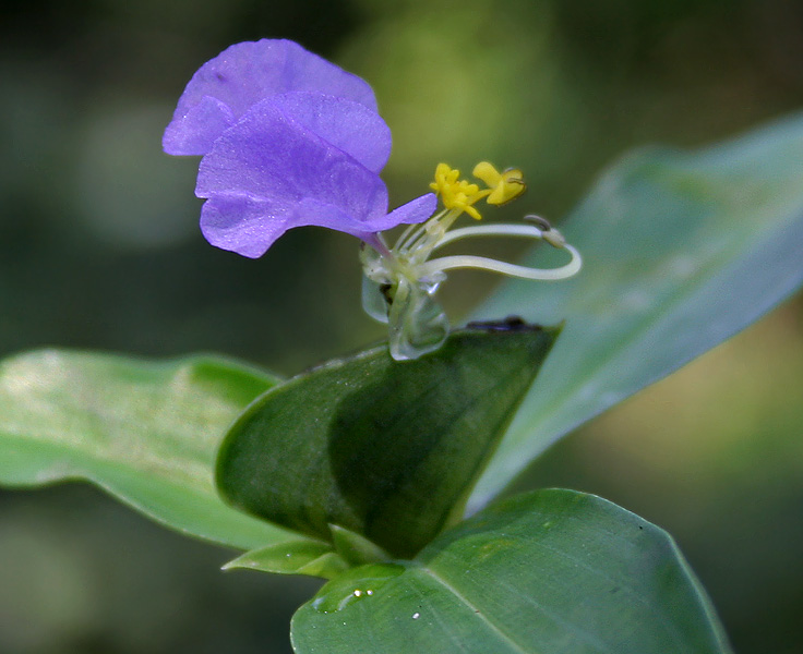 Commelina maculata: Spotted Dayflower Commelina maculata (Synonyms: Commelina obliqua var. viscida , Commelina paludosa var. viscida ) in Narsapur, Medak district , Andhra Pradesh 