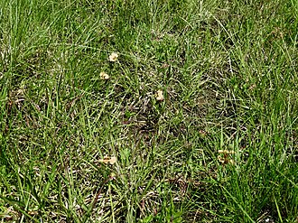 Commelina reptans: Creeping dayflower ( Commelina reptans ) photographed in Ragati near Nanyuki, Kenya