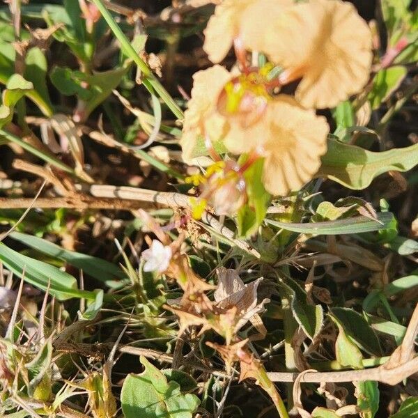 Commelina reptans (Commelina reptans)