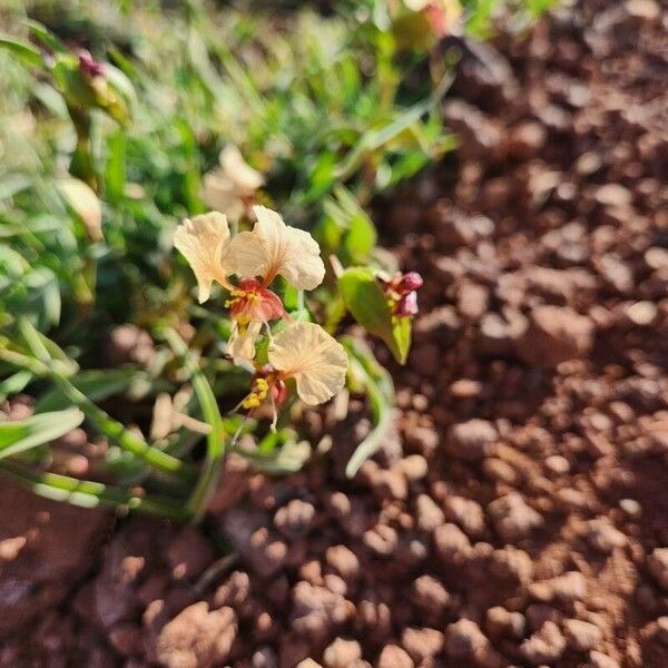 Commelina reptans (Commelina reptans)