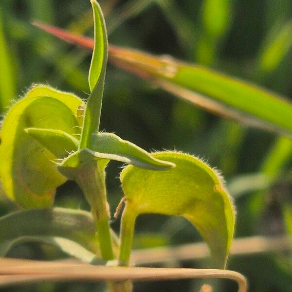 Commelina reptans (Commelina reptans)
