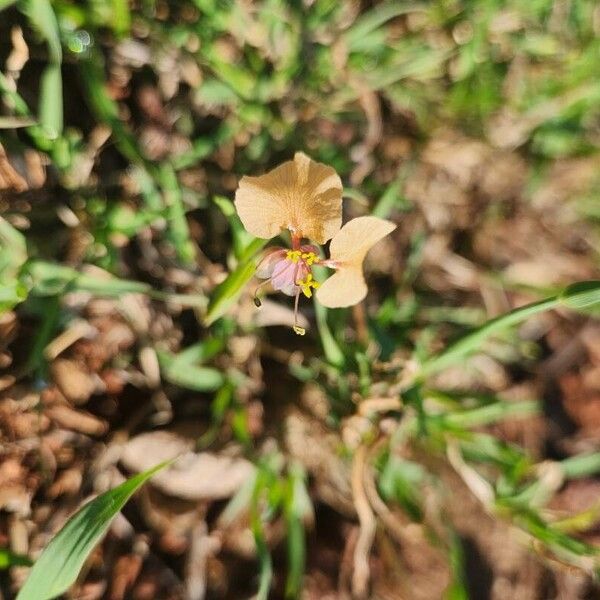 Commelina reptans (Commelina reptans)
