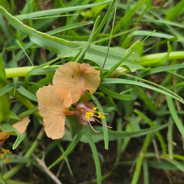 Commelina reptans (Commelina reptans)
