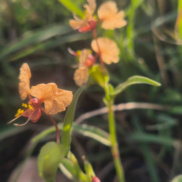 Commelina reptans (Commelina reptans)
