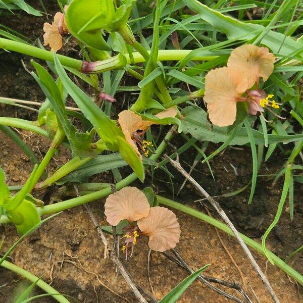 Commelina reptans (Commelina reptans)