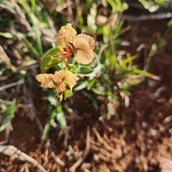 Commelina reptans (Commelina reptans)