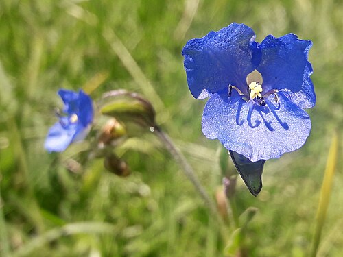 Commelina: Blue Spiderwort