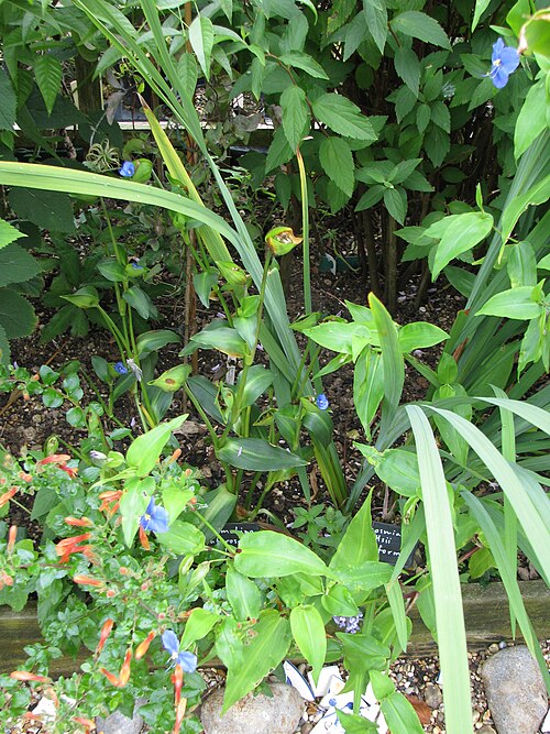 Commelina: With C.robusta nearby. From swampy highland Guatemala I seem to recall them saying in the catalogue. I have seed if it dies...