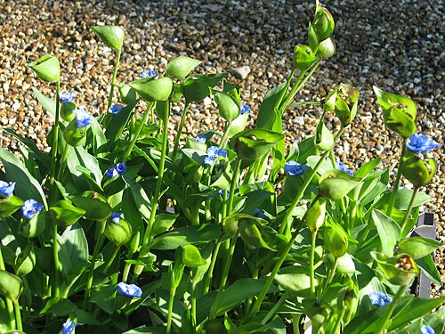 Commelina: Commelina tuberosa ex BSWJ10353