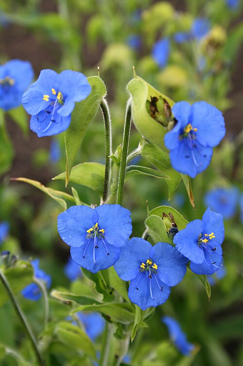 Commelina: Comméline tubéreuse