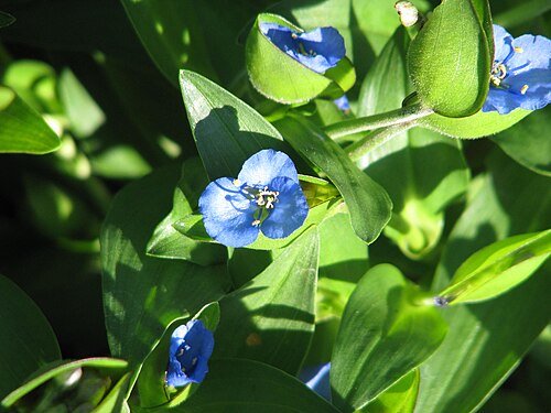 Commelina: Commelina tuberosa ex BSWJ10353