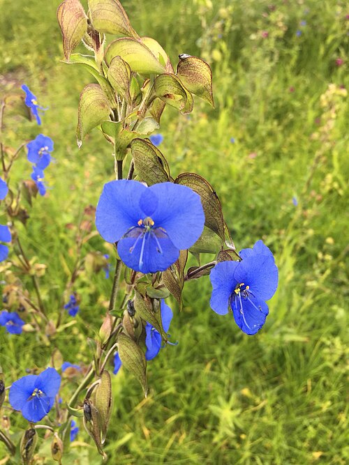 Commelina: Blue Spiderwort