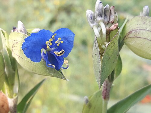 Commelina: Blue Spiderwort