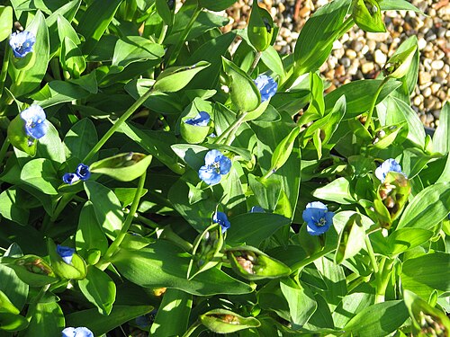 Commelina: Commelina tuberosa ex BSWJ10353
