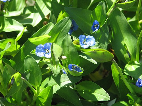 Commelina: Commelina tuberosa ex BSWJ10353