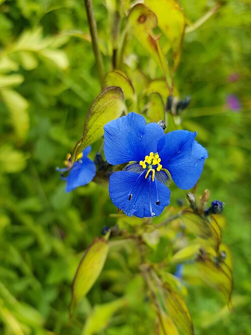 Commelina: Blue Spiderwort